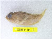 藏品(眉鬚鱗頭鮋)的圖片